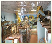 Kodaikanal Museum